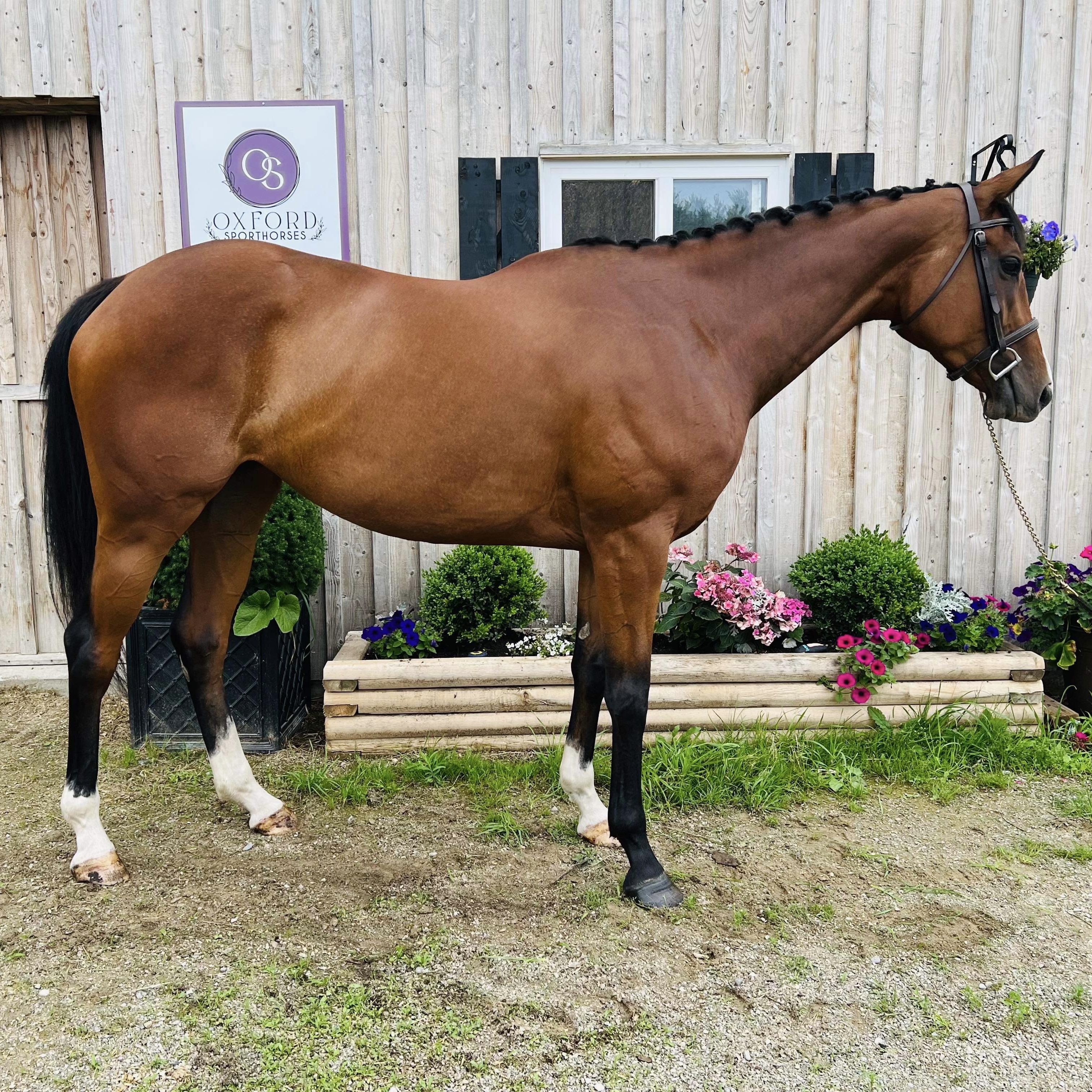 Mazie OTTB Eventer